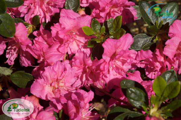 Azalia japońska Petticoat